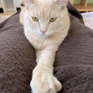 残り数回・猫式ヨガ募集