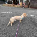 ノエルちゃん♪