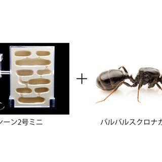 ありんこ日記　AntRoom