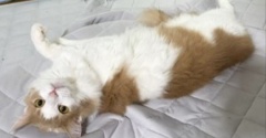 「カメラを見て」と3匹の猫に声を掛けたら・・・