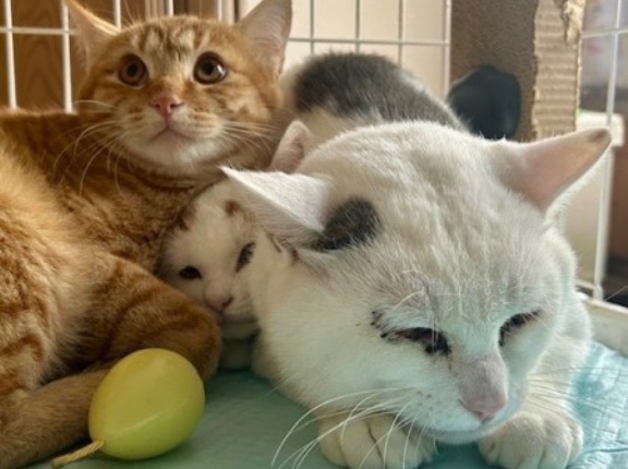 里親募集中の3匹の猫に会ってきました