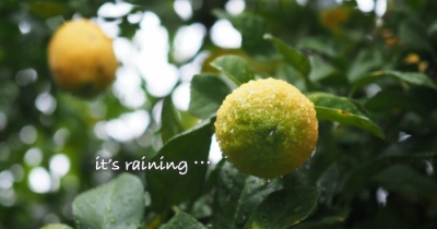 「中止」やむなし…