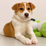 『【犬】ゆずくん（子犬・雑種）トライアル決定』の画像
