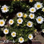 ときめき老テニス