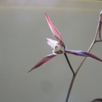 マツゴロウの山野草