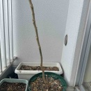 タラの木植え替え