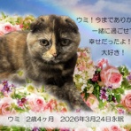 ペットセレモニーベル天国の天使達