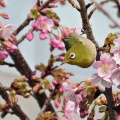 河津桜にメジロ