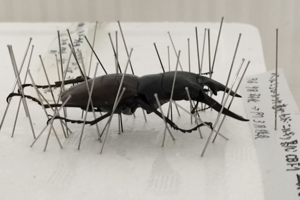 sagyouin2のblog - ベルシコロールツヤクワガタ