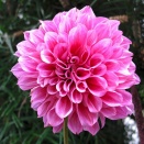 ダリア・・・The Best 100 Plants in Alex's Garden