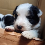 沼井ドッグスクール　～いきもの便り～