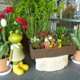 『玄関前ガーデニング』の画像