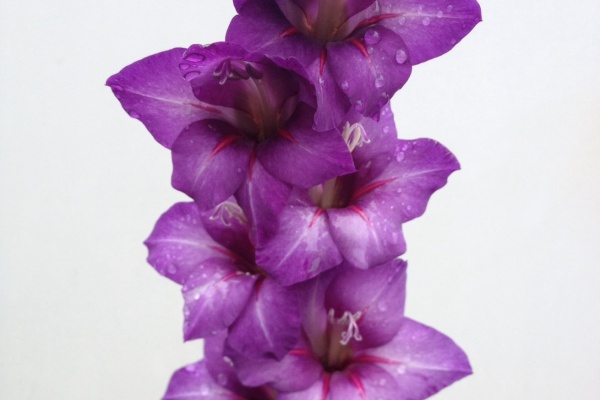 カムとキクタンの大満足時代 アヤメ