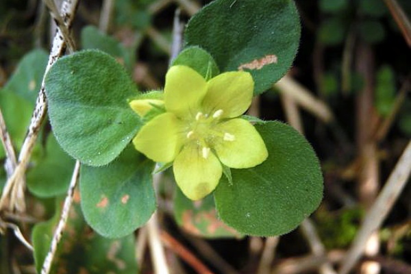 コナスビ 当尾 とうの からの風の便り