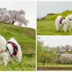 シェビーズのブログ