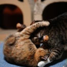 にゃんプロの猫ずと掃除機の購入を考える飼い主と(猫2806)