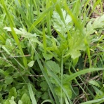 自然農菜園「はたけや」の作業日誌