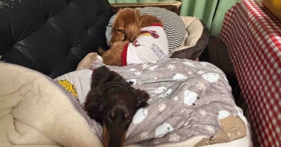 モコちゃん、少しずつ回復中。