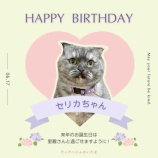 『㊗️2歳になったセリカちゃん💐』の画像