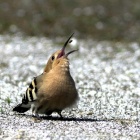 『投稿：珍鳥ヤツガシラ　2025/04/12』の画像