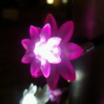 ロックハートバザール