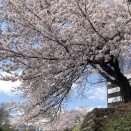 笊川の桜を見に