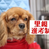 『「里親さん選考制」について』の画像