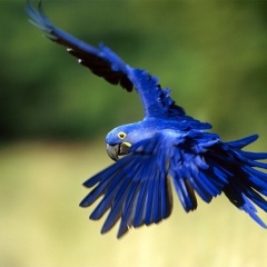 世界のバイオーム① 熱帯多雨林の気候・植物・動物・特徴