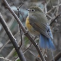 ルリビタキのメスに出会う1/24