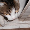 猫に小判を与えたら。 埋蔵金：千九百拾伍両　面倒ぅなヤツぅ。