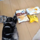実物のﾈｺﾁｬﾝたちセカンド292