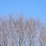 ヨウコの川歩き