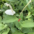 緑白緑