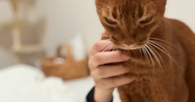 曲芸ひめちゃんに顔に乗られて起きる朝…