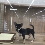 ペットショップワンラブ カインズ名古屋当知店ペッツワンコーナースタッフブログ