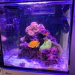 Dialy of MarineAquarium