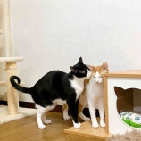 『シェルターの推しコンビ✌️はコチラ』の画像