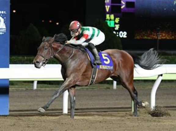 クリソベリル産駒、未だ1勝もできず種牡馬終了か