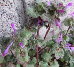 ニシキギと仏の座