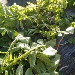 なんちゃって菜園の野菜な時間