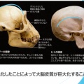   マニアックな頭蓋骨講座