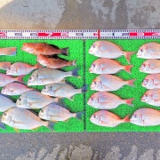 2025年11月16日　釣果