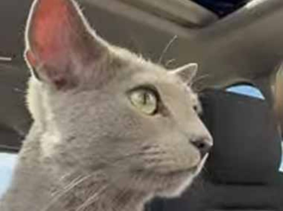 ネコを車に乗せてセルフ洗車機を使ってみた。何が始まるの？ → 猫はこうなった…