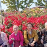 『薔薇が咲いた〜薔薇が咲いたぁ〜♪♪//薔薇の樹苑デイサービス』の画像