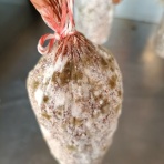 クロヤナギのバックヤード