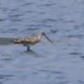 2026年5月15日の野鳥公園