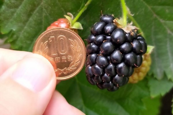 果樹ログ～果樹を育てて食べる～ - ブラックベリー