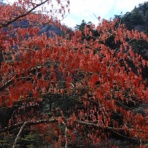 塩原温泉　彩つむぎ　女将の独り言