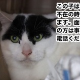 『【里親募集中】事前予約必須の犬猫たち①』の画像