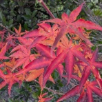 Ancient Botanical Garden